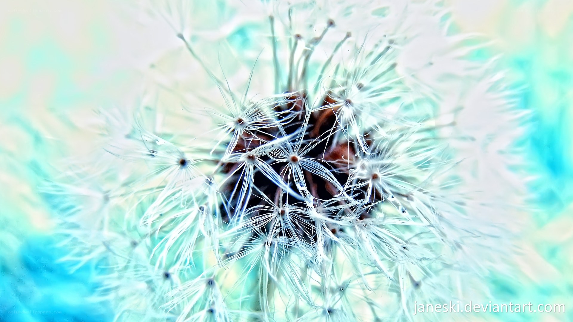 dandelion seed head close-up