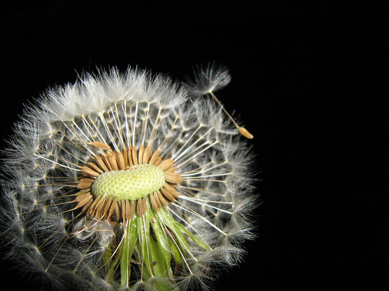 Dandelion seed head close-up