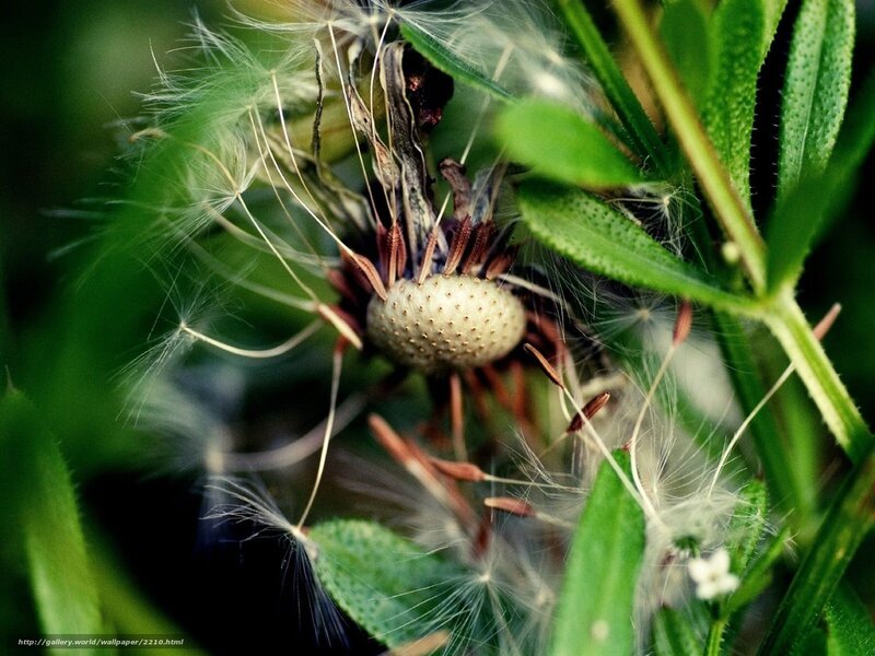 Dandelion seed head close-up