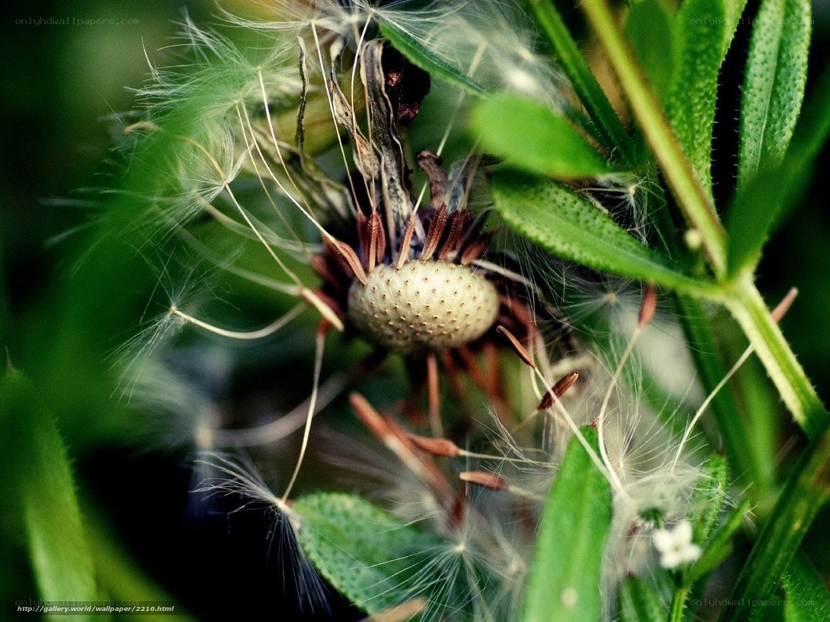 Dandelion seed head close-up