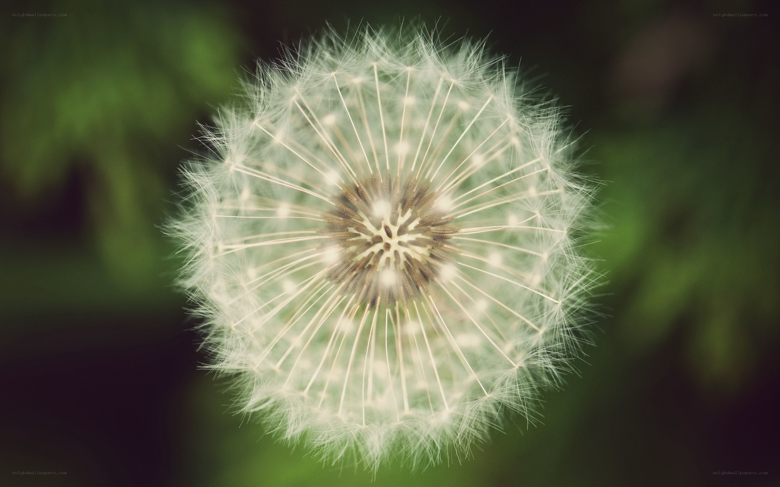 Dandelion seed head close-up