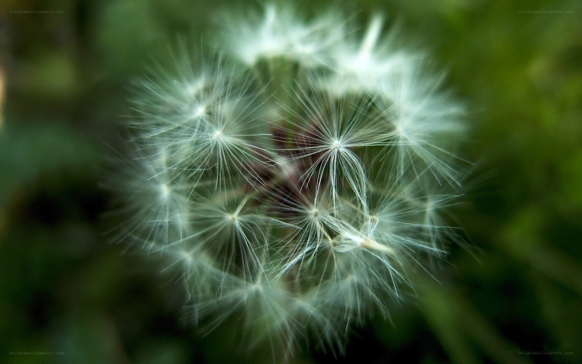Dandelion seed head close-up