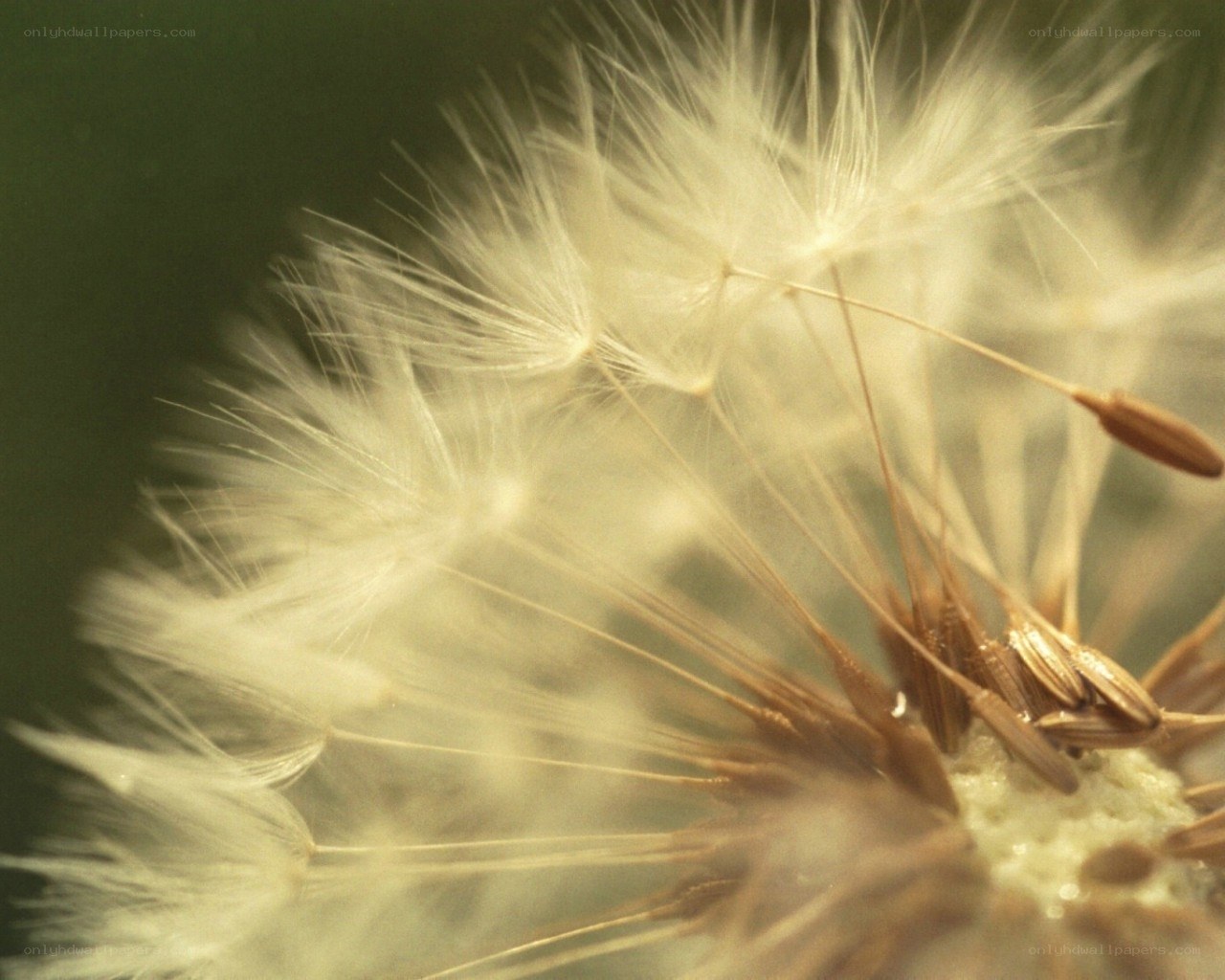 Dandelion seed head close-up