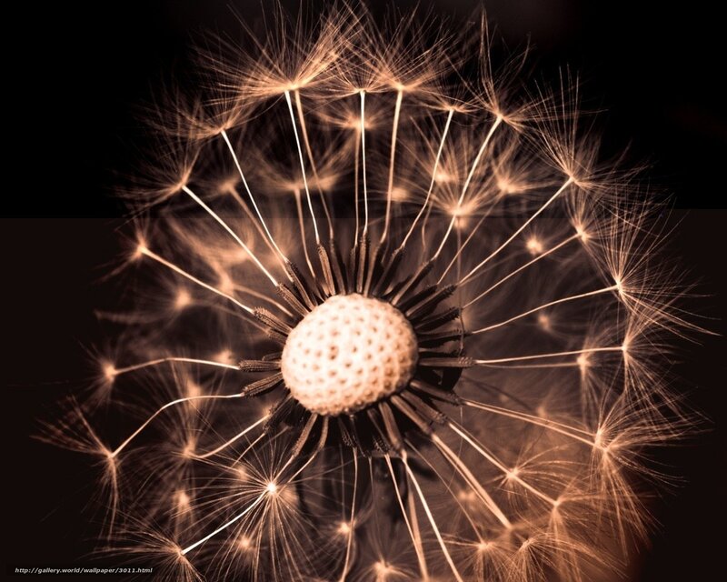 Dandelion seed head close-up