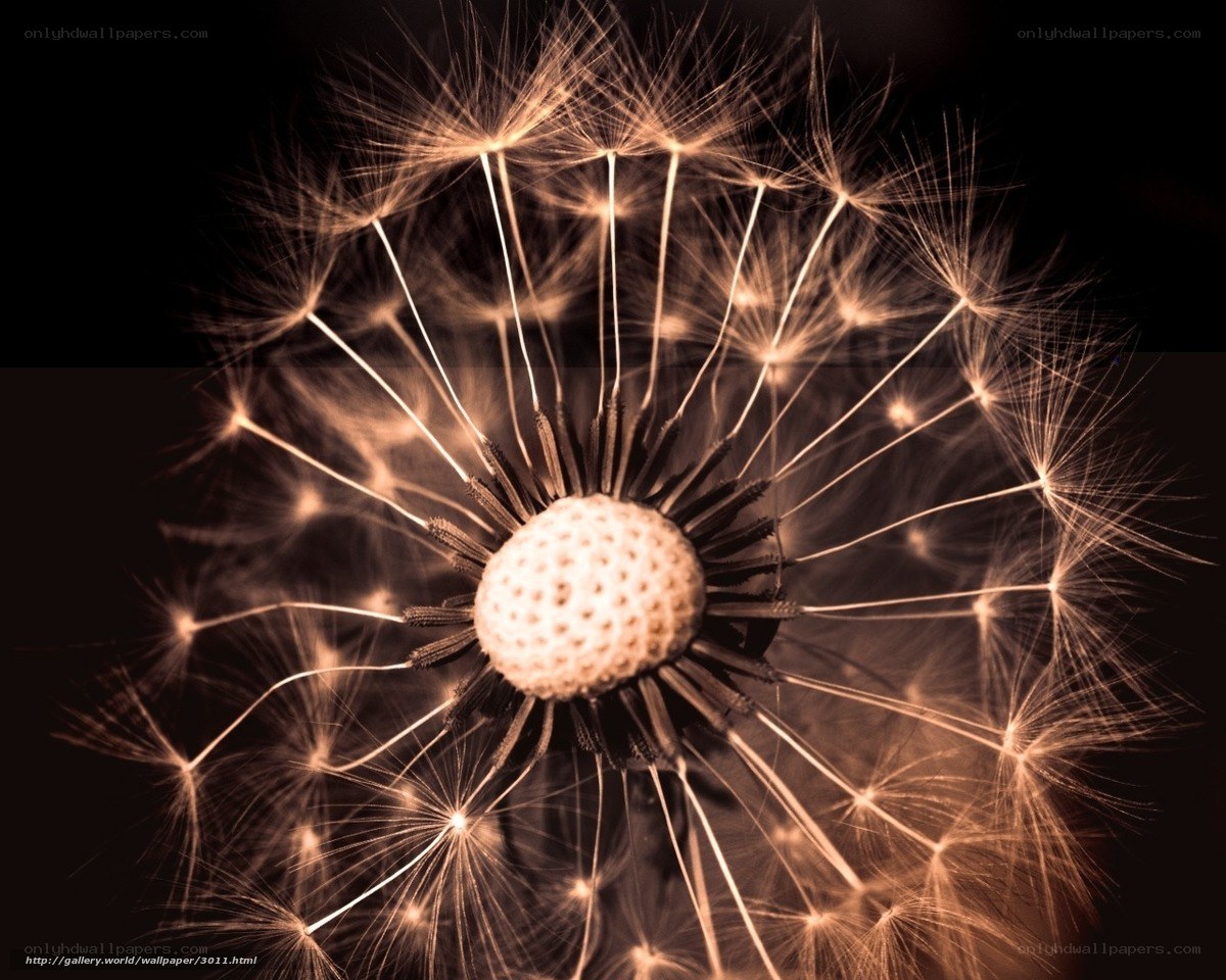 Dandelion seed head close-up