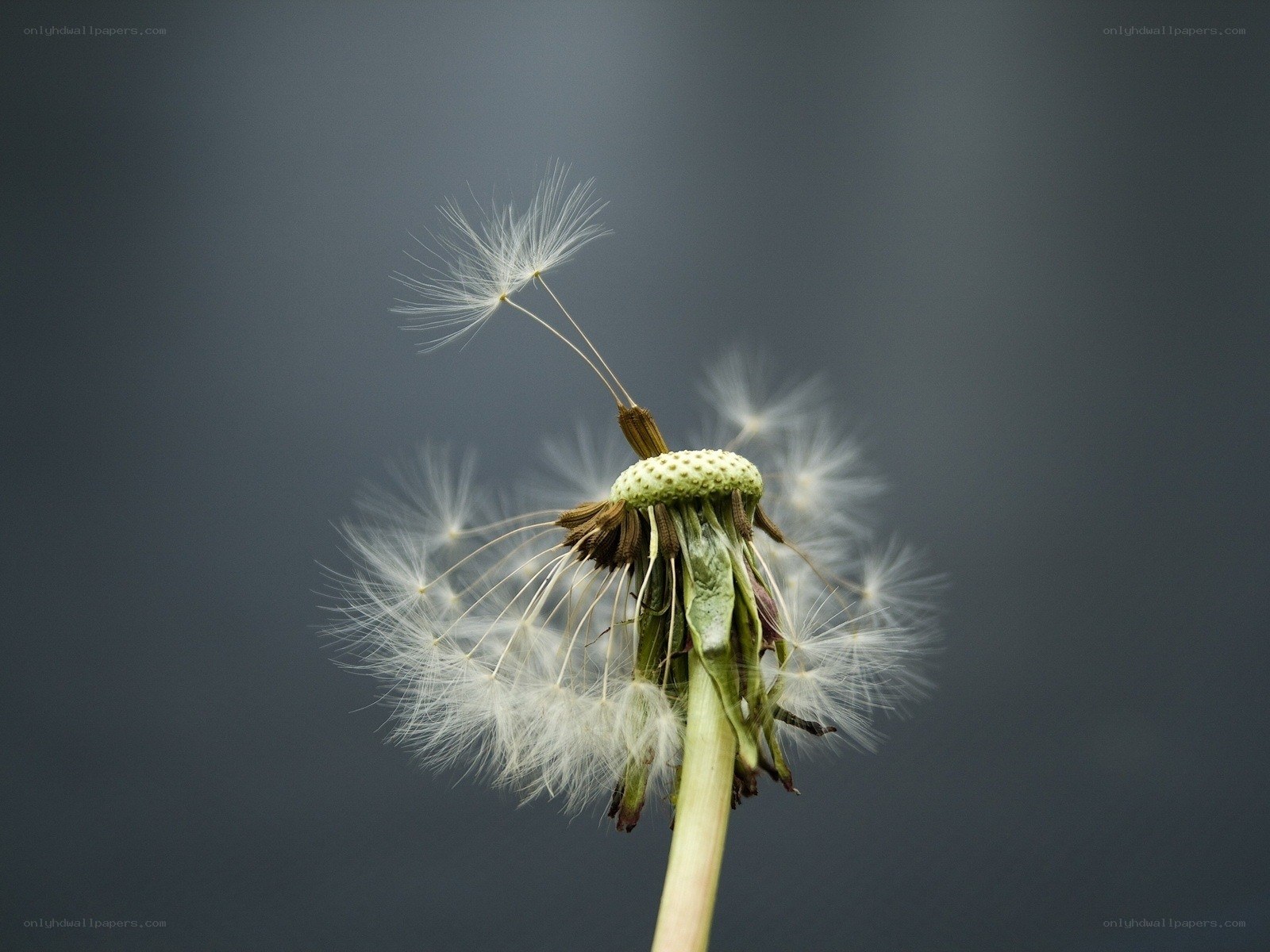 Dandelion seed head close-up