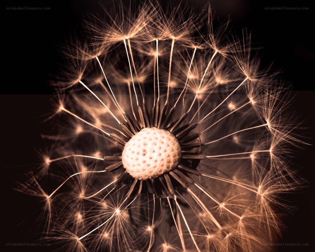 dandelion seed head close-up