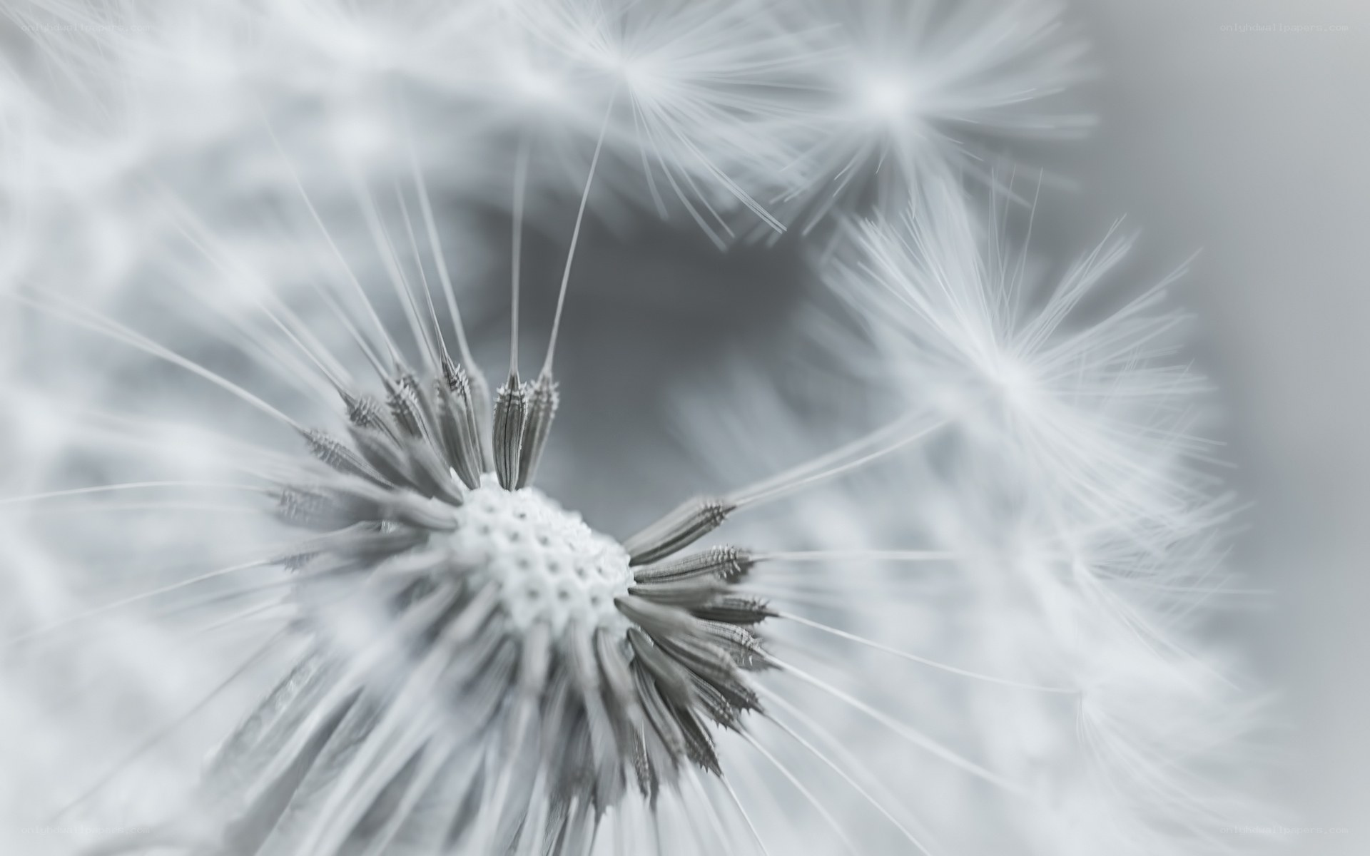 Dandelion seed head close-up