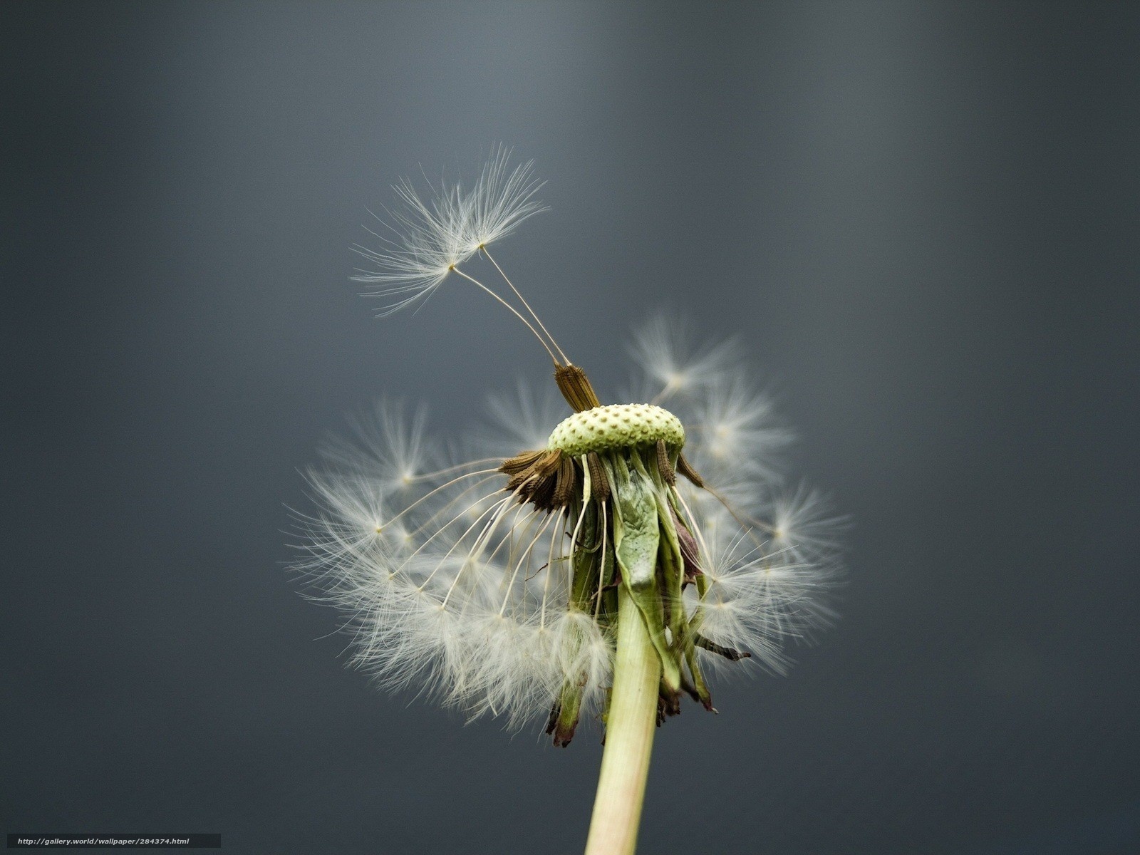 Dandelion seed head close-up