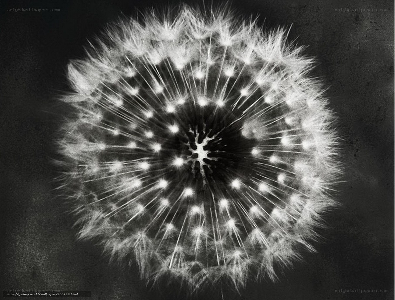 Dandelion seed head close-up