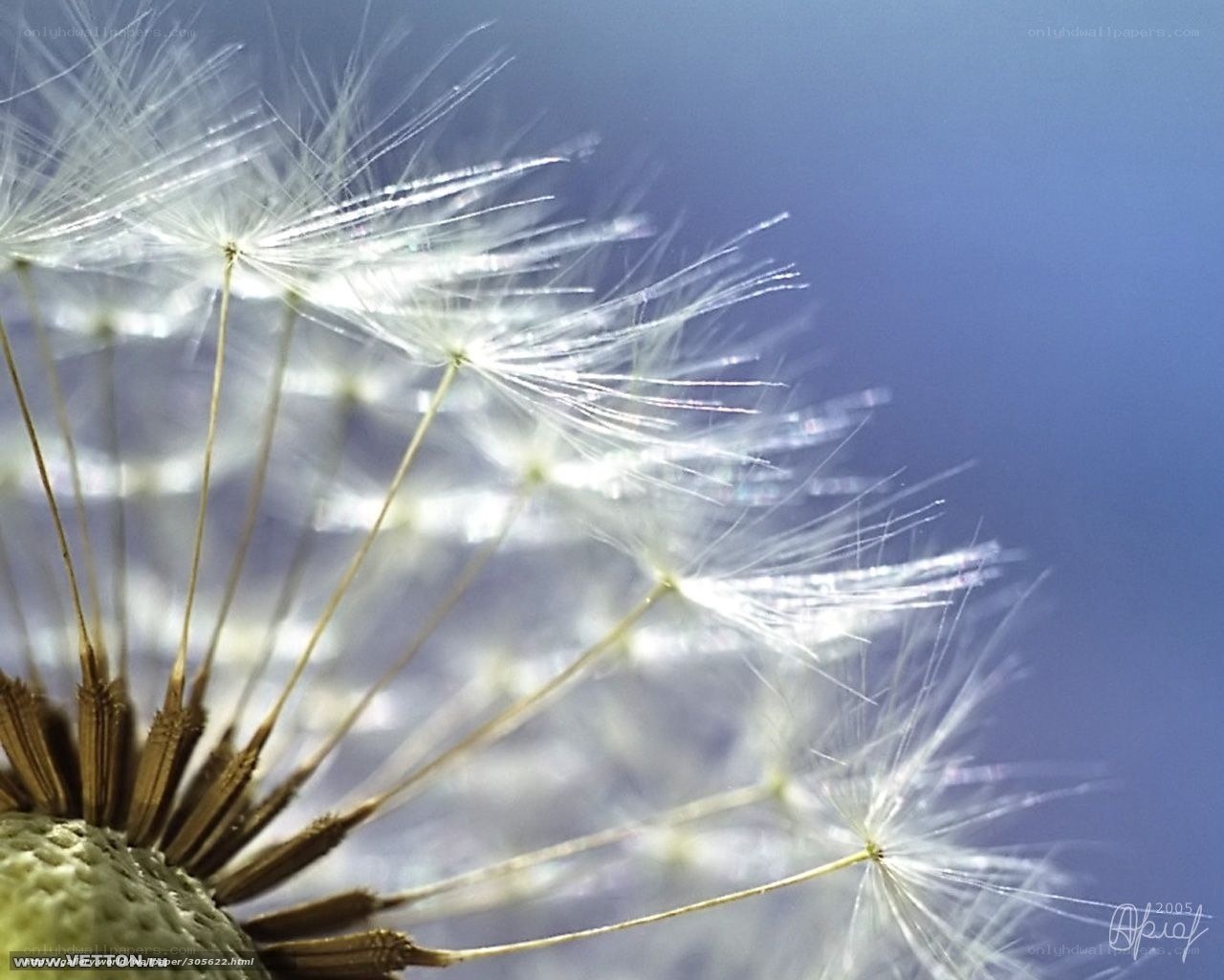 Dandelion seed head close-up