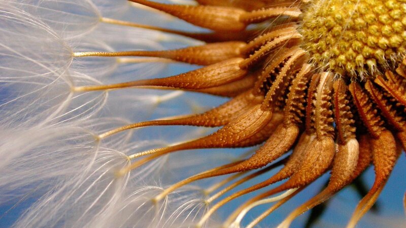 Dandelion seed head close-up