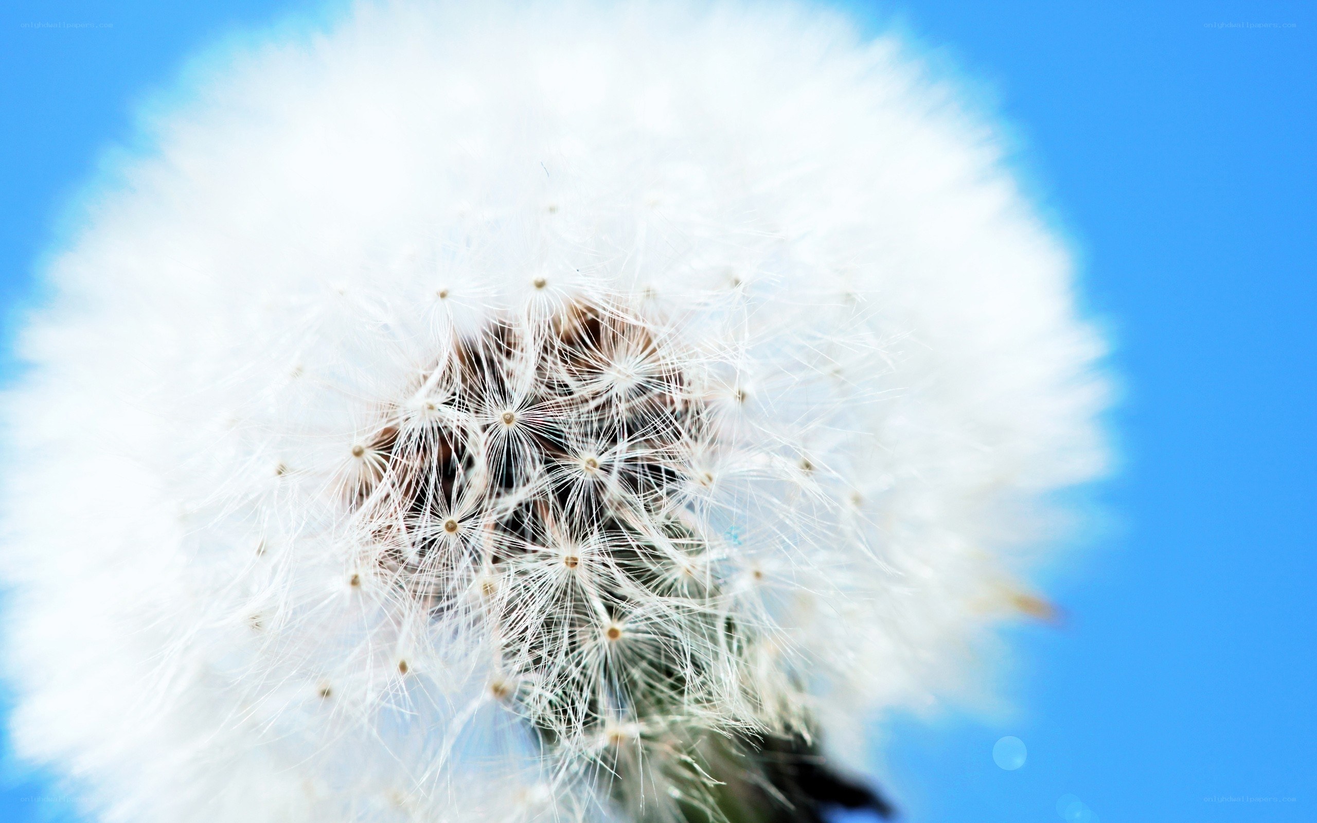 Dandelion seed head close-up