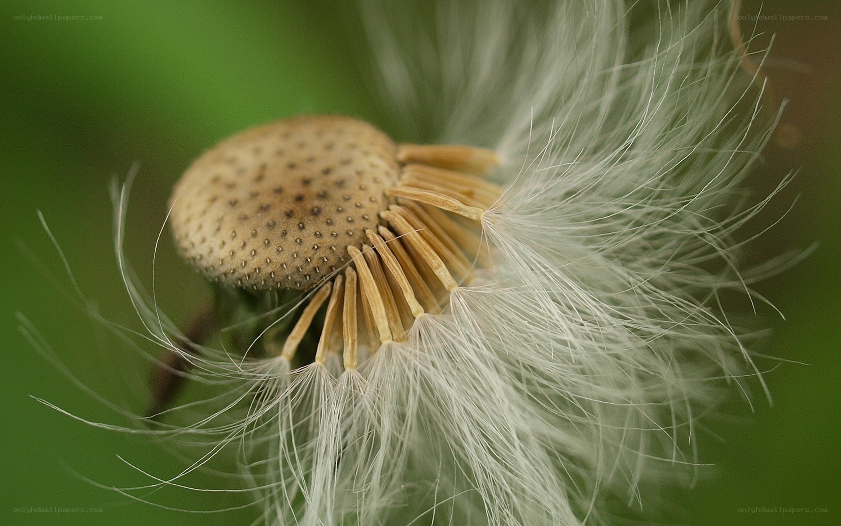 dandelion seed head close-up