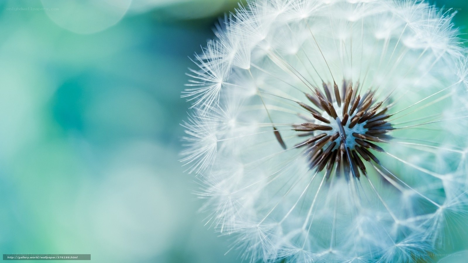 Dandelion seed head close-up