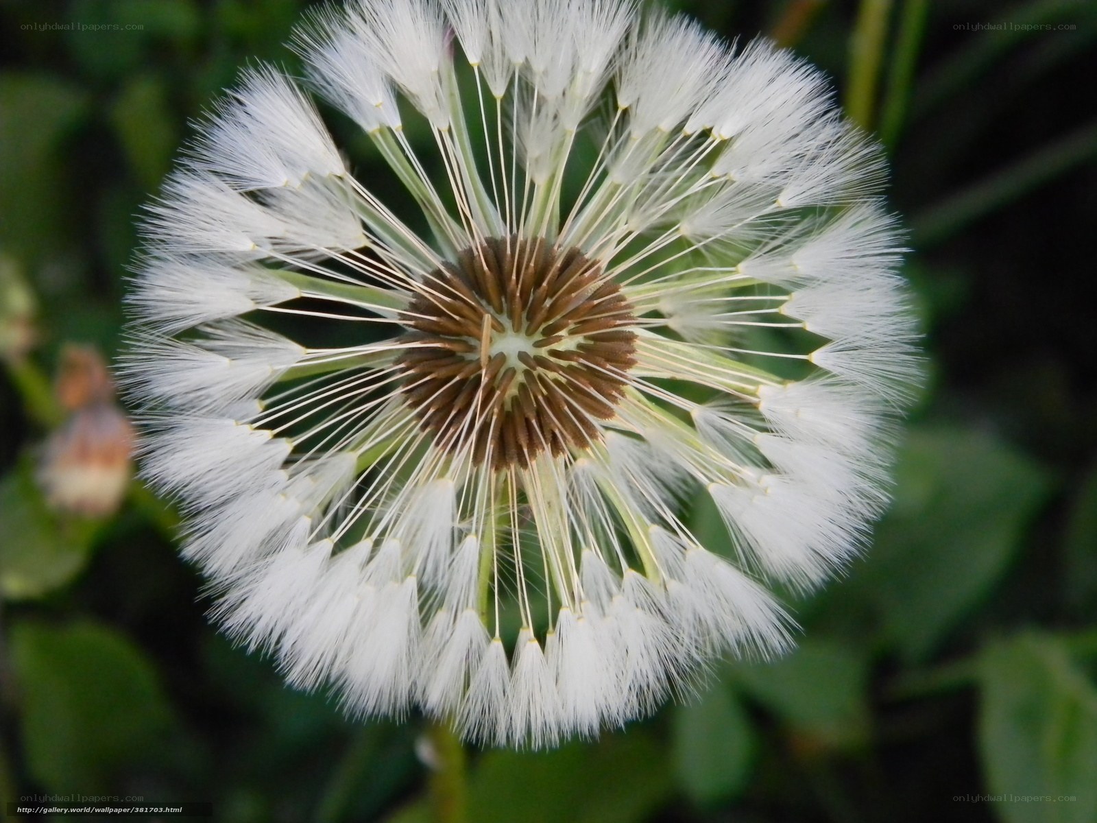 Dandelion seed head close-up