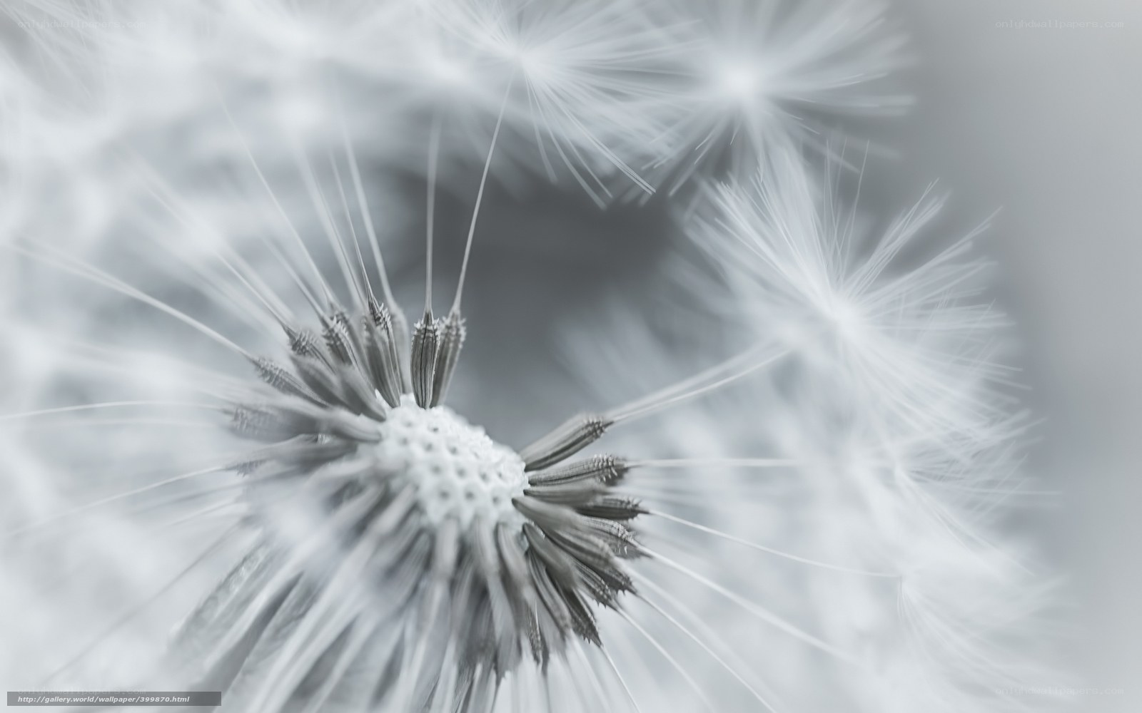 Dandelion seed head close-up