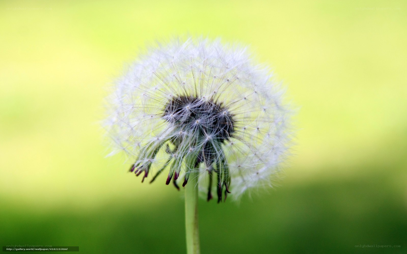 Dandelion seed head close-up