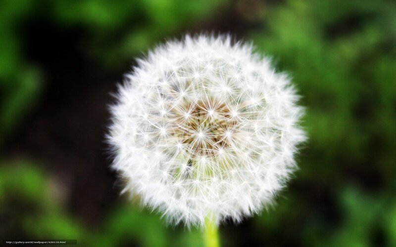 Dandelion seed head close-up