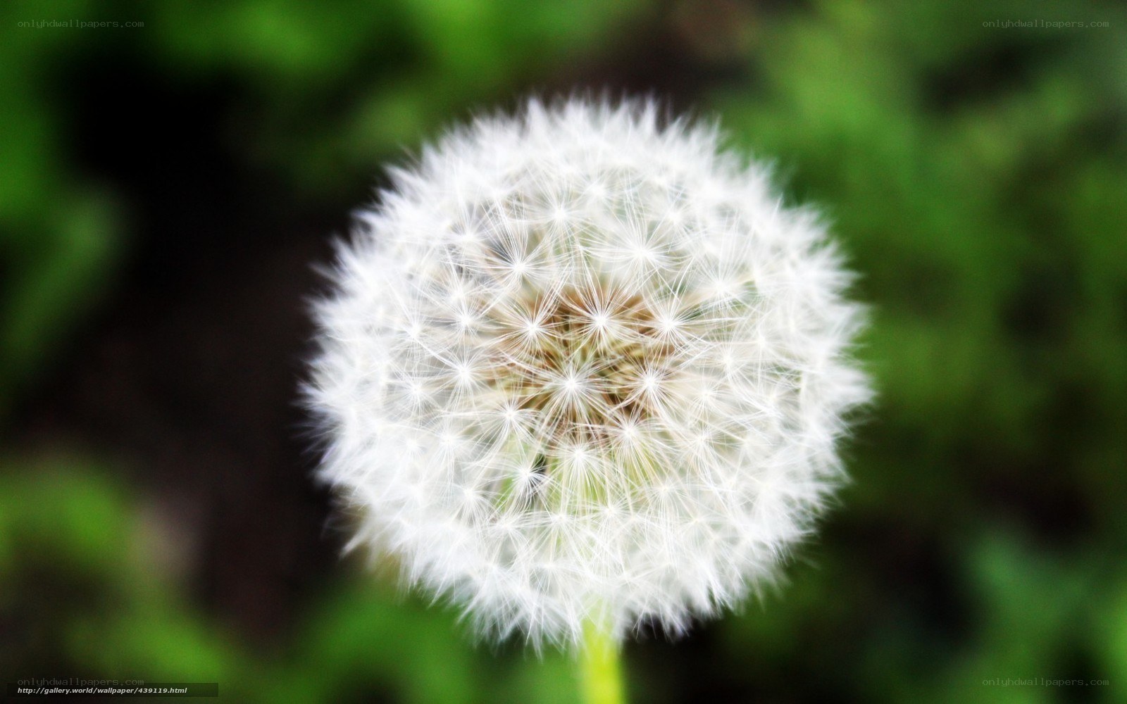 Dandelion seed head close-up