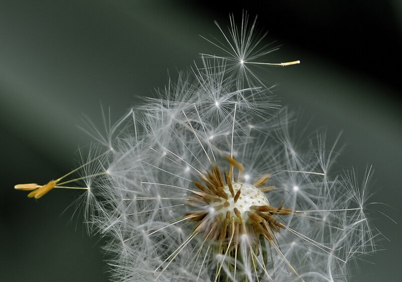 Dandelion seed head close-up
