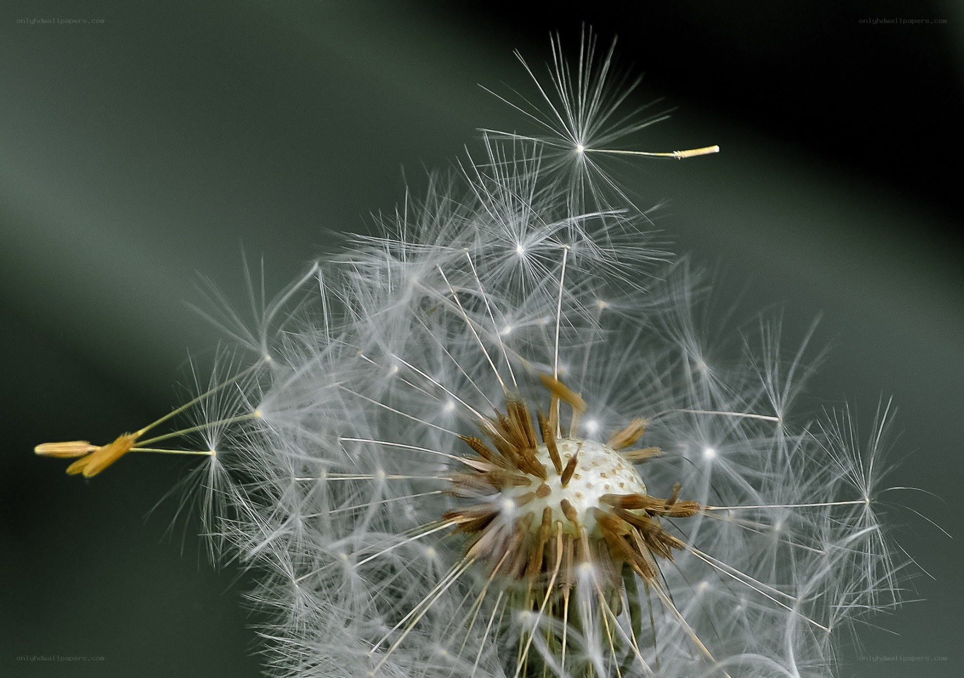 Dandelion seed head close-up