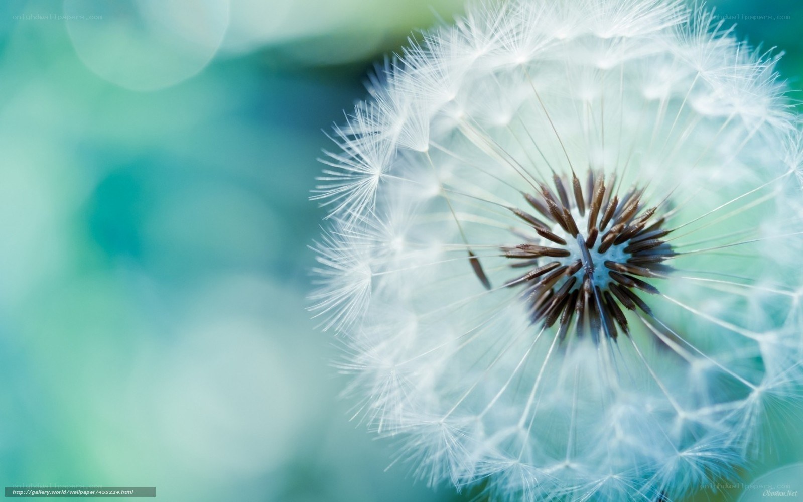dandelion seed head close-up