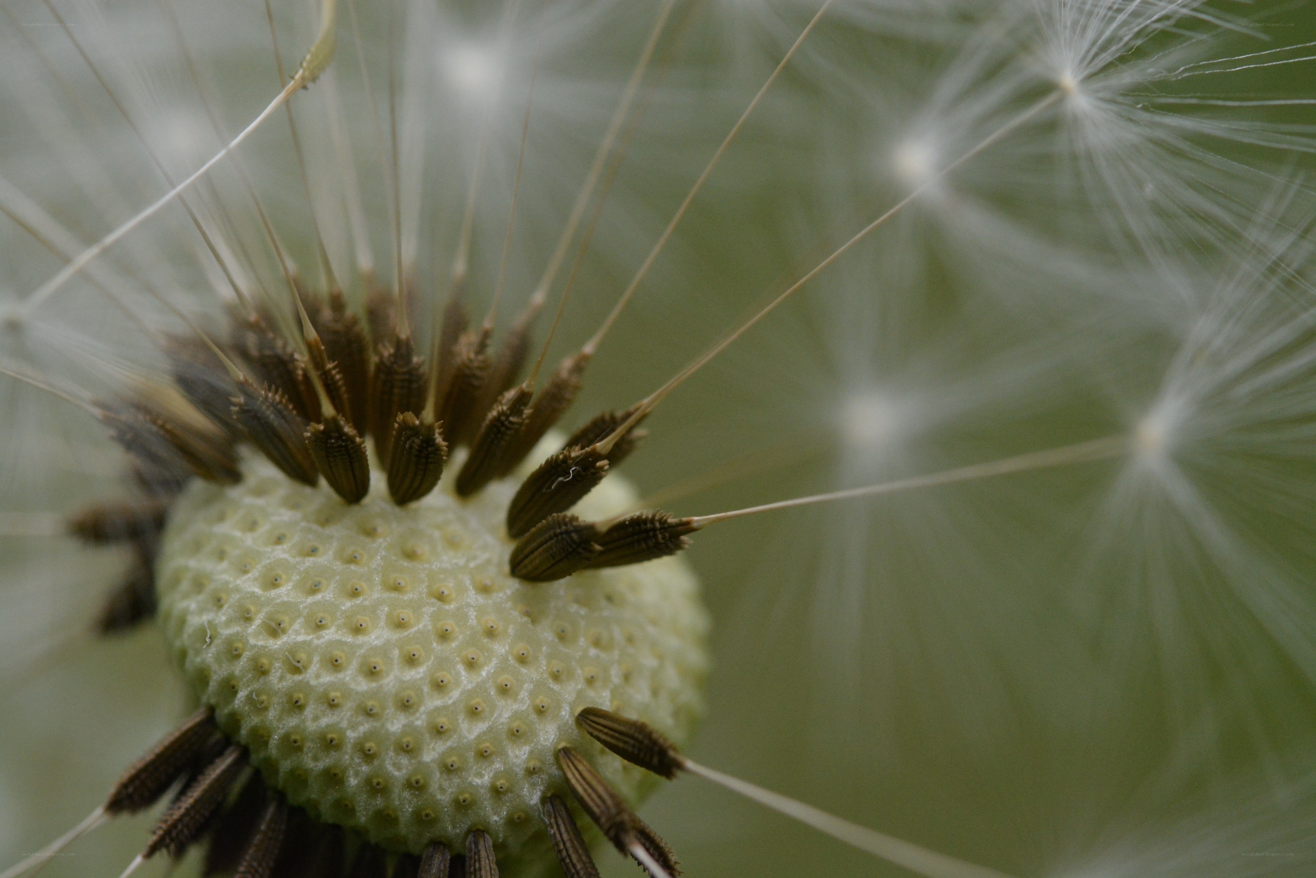 dandelion seed head close-up