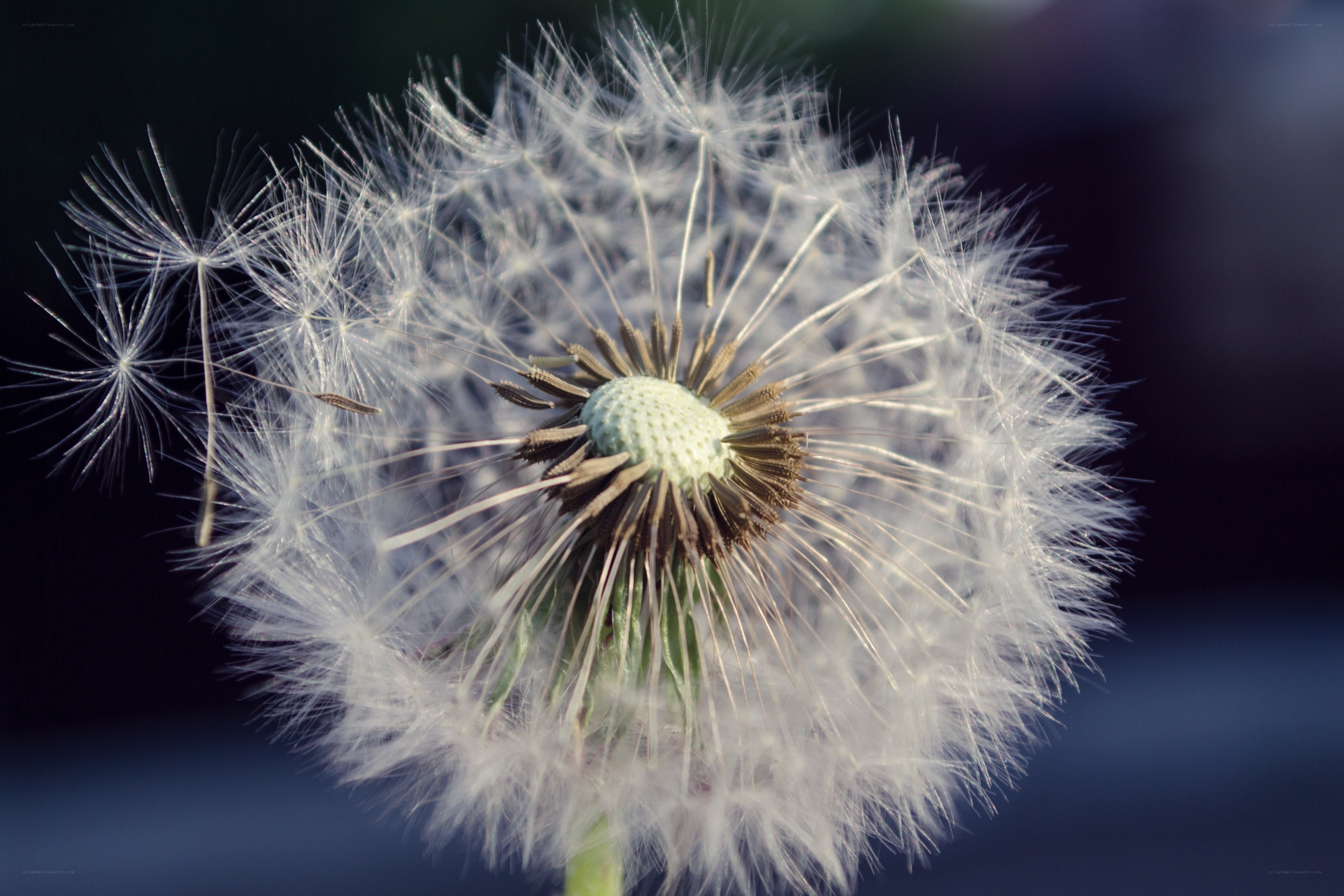 Dandelion seed head close-up