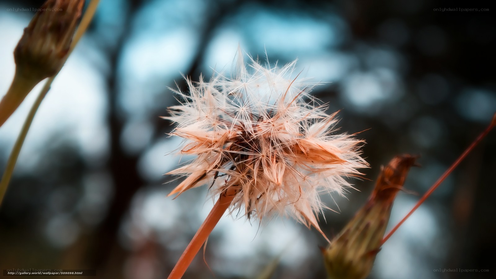 Dandelion seed head close-up