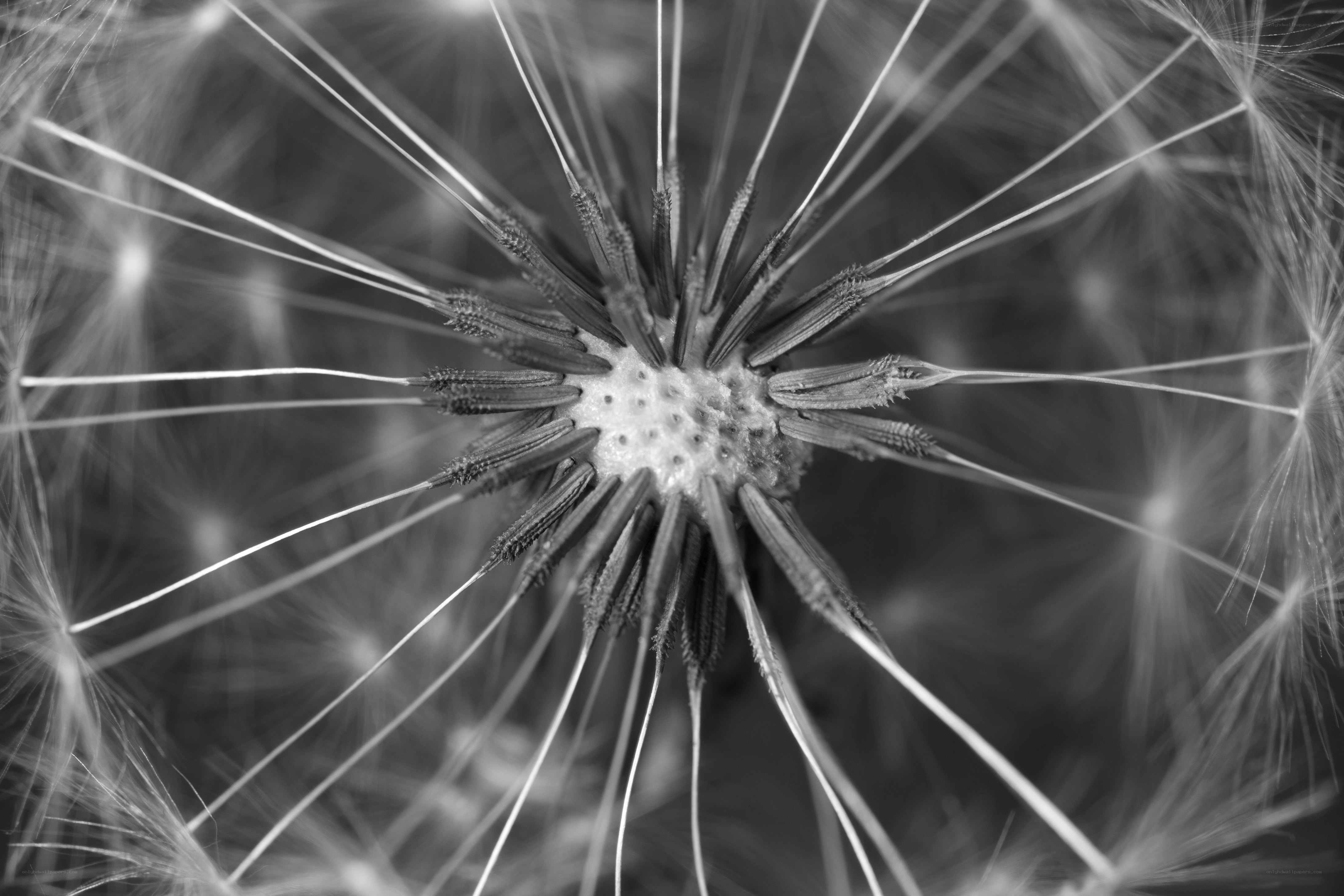 dandelion seed head close-up
