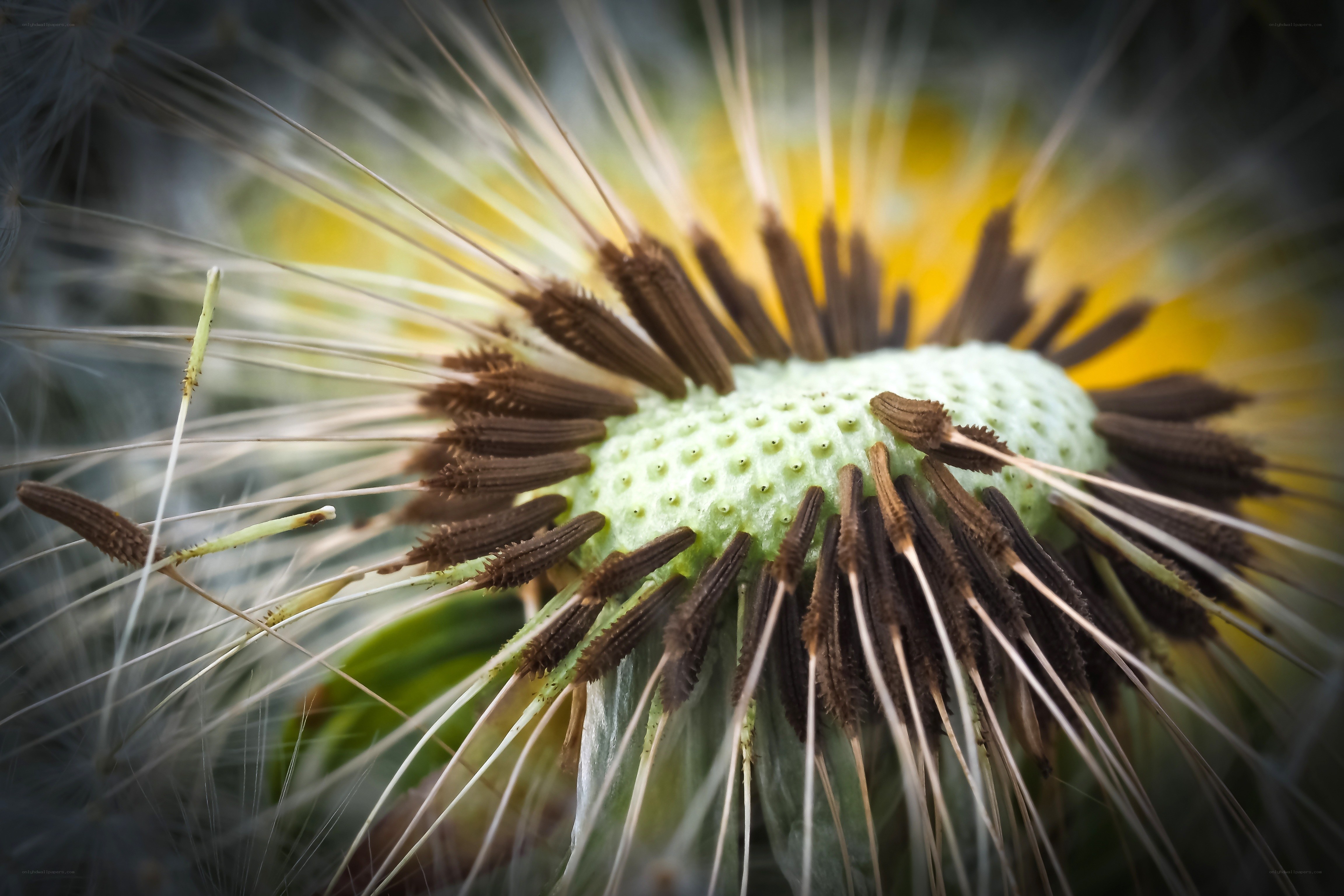 Dandelion seed head close-up