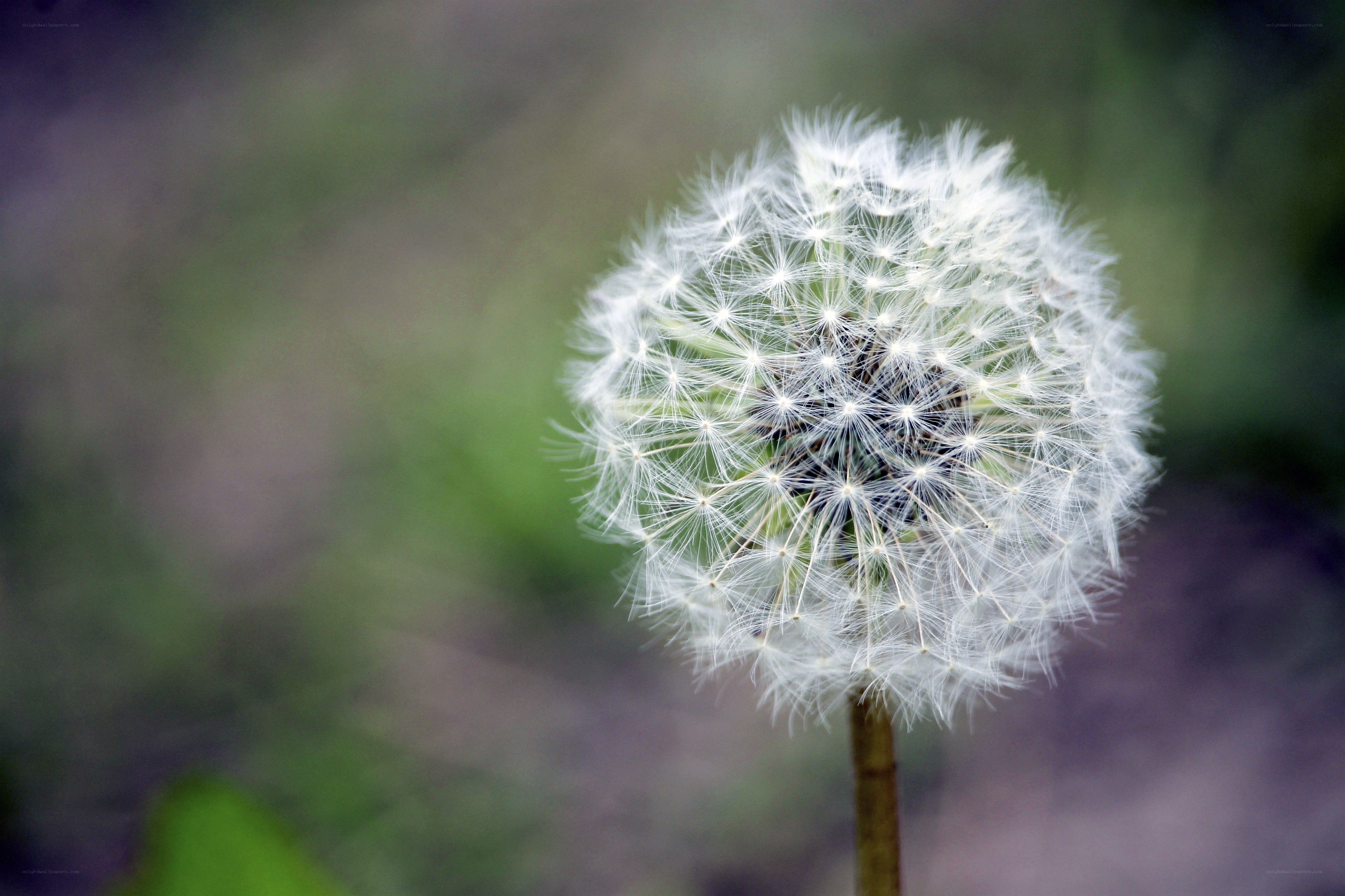 Dandelion seed head close-up