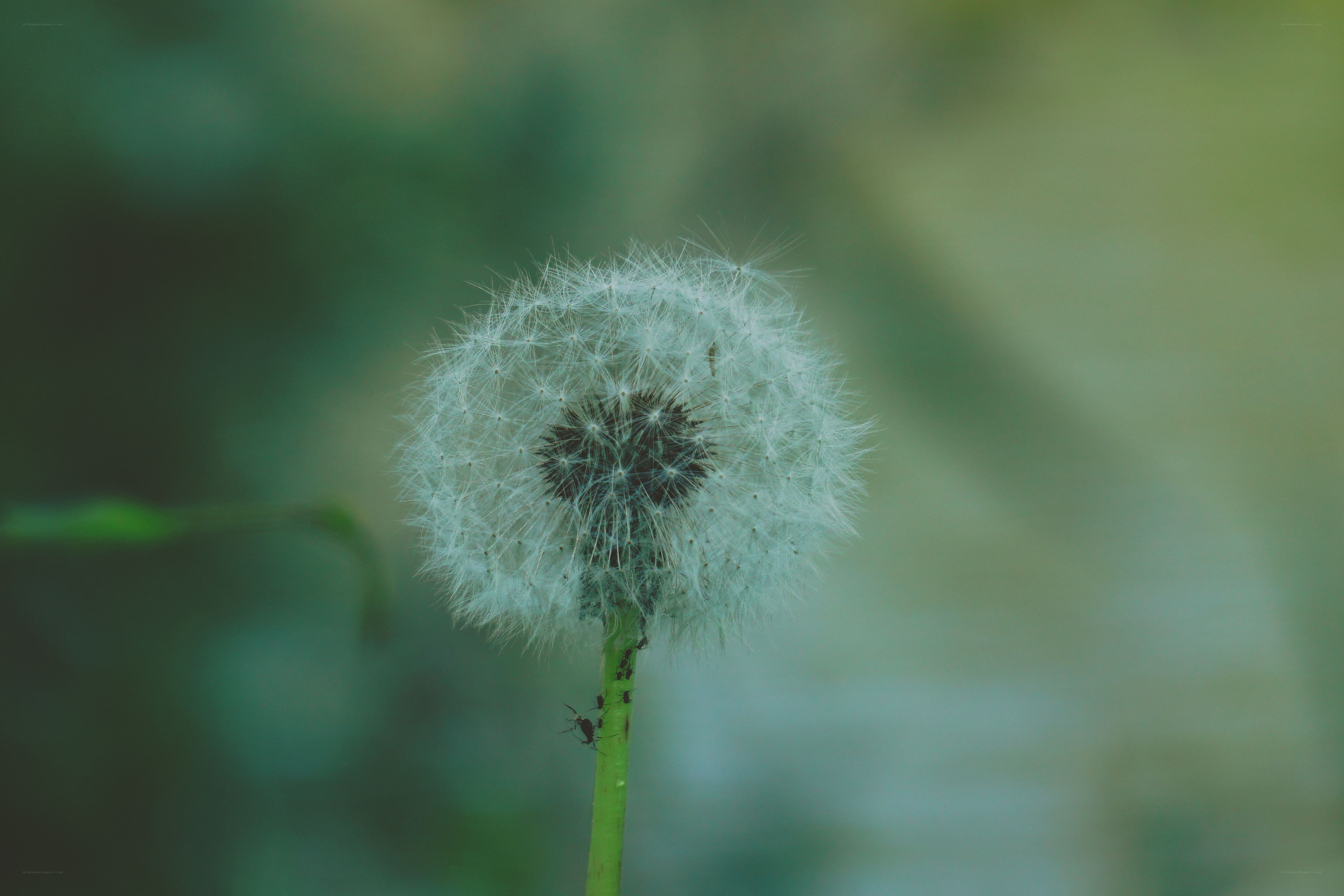 Dandelion seed head close-up