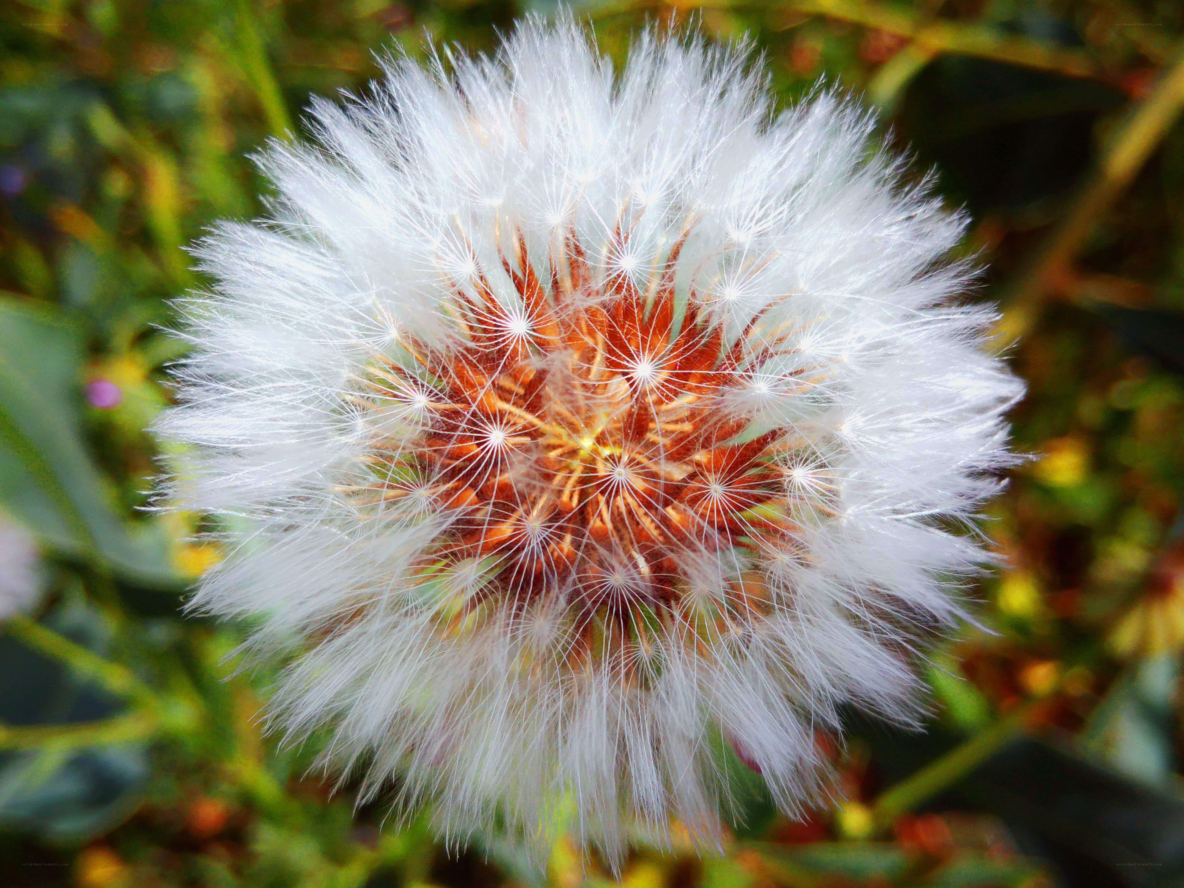 Dandelion seed head close-up