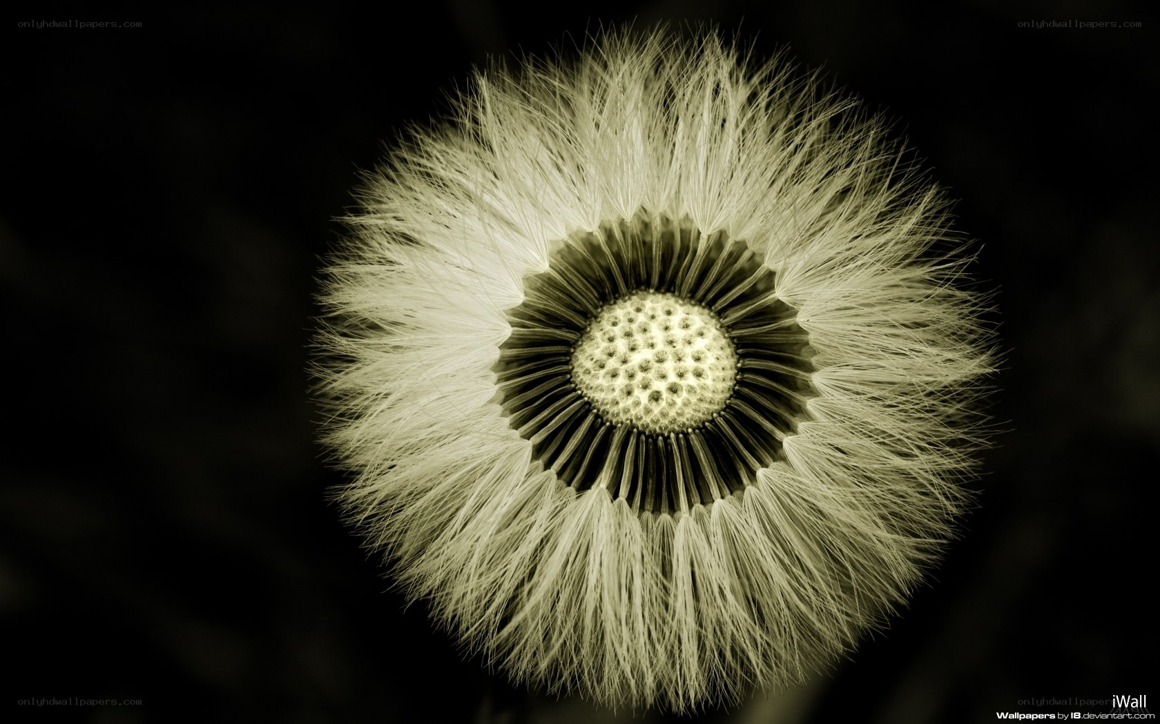 Dandelion seed head close-up