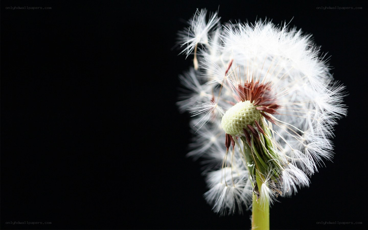 Dandelion seed head close-up