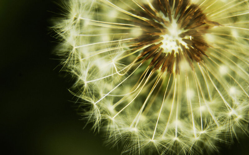 Dandelion seed head close-up