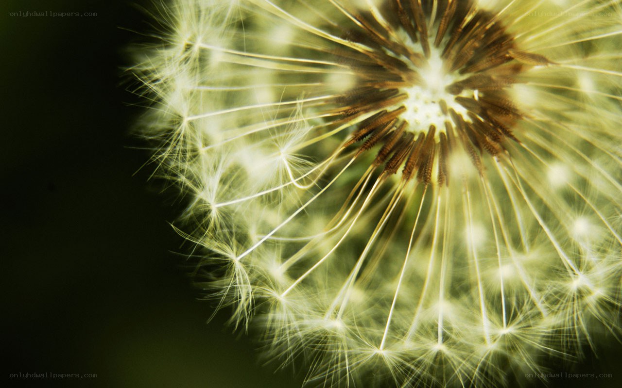 Dandelion seed head close-up