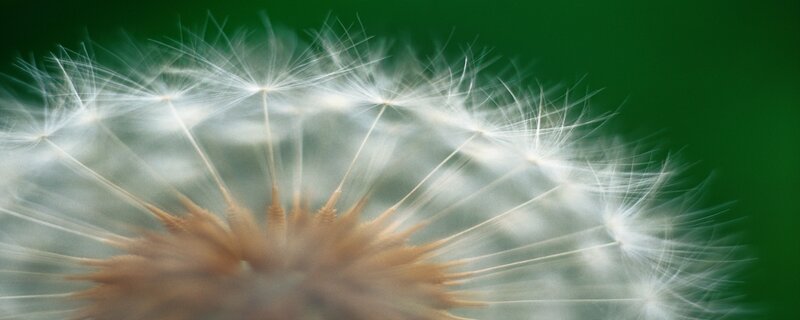 Dandelion seed head close-up