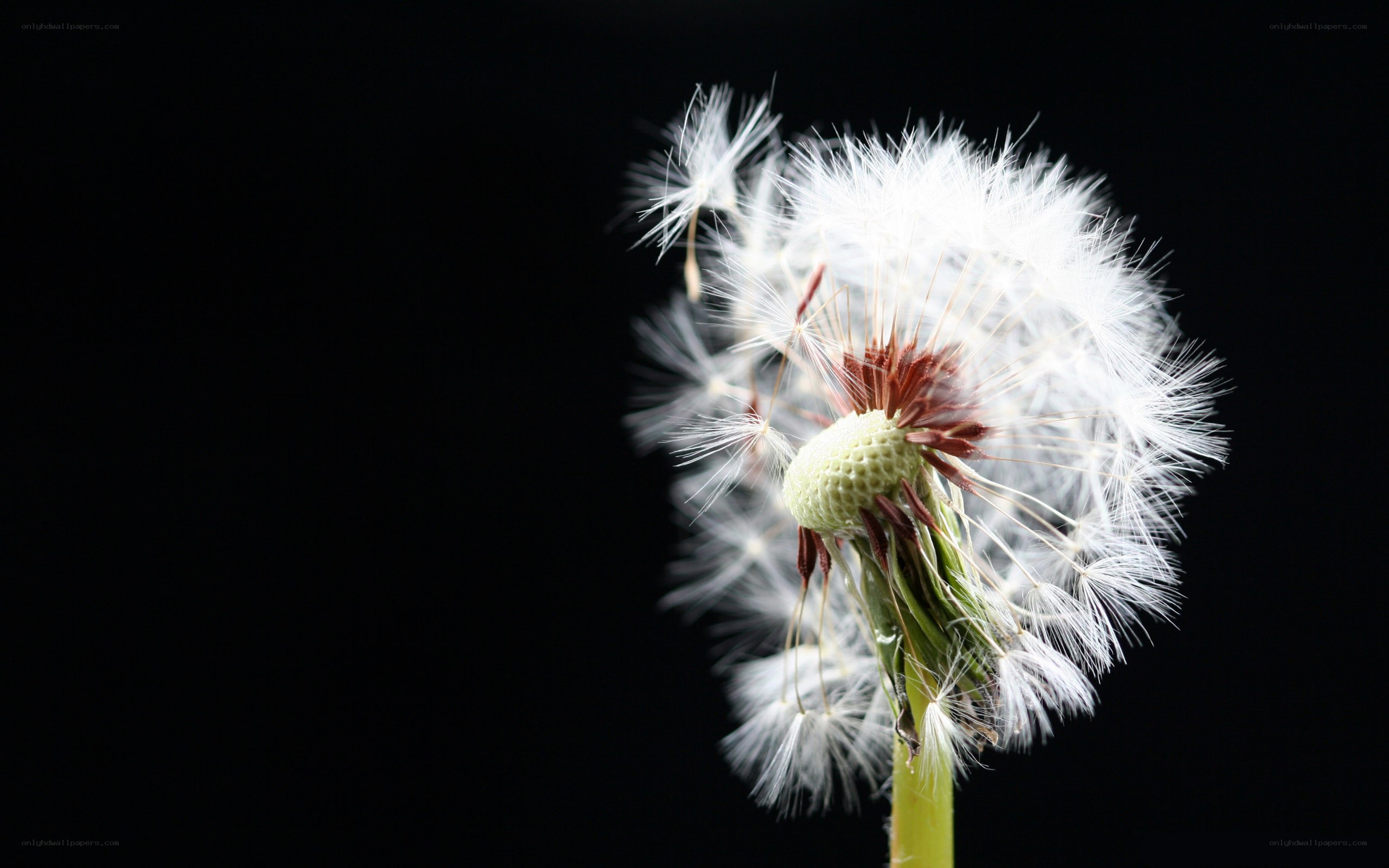 Dandelion seed head close-up
