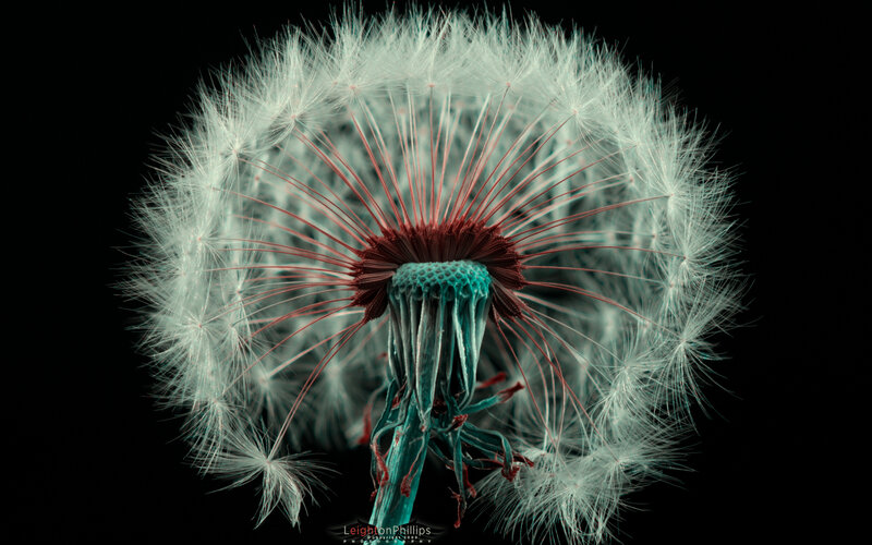 Dandelion seed head close-up