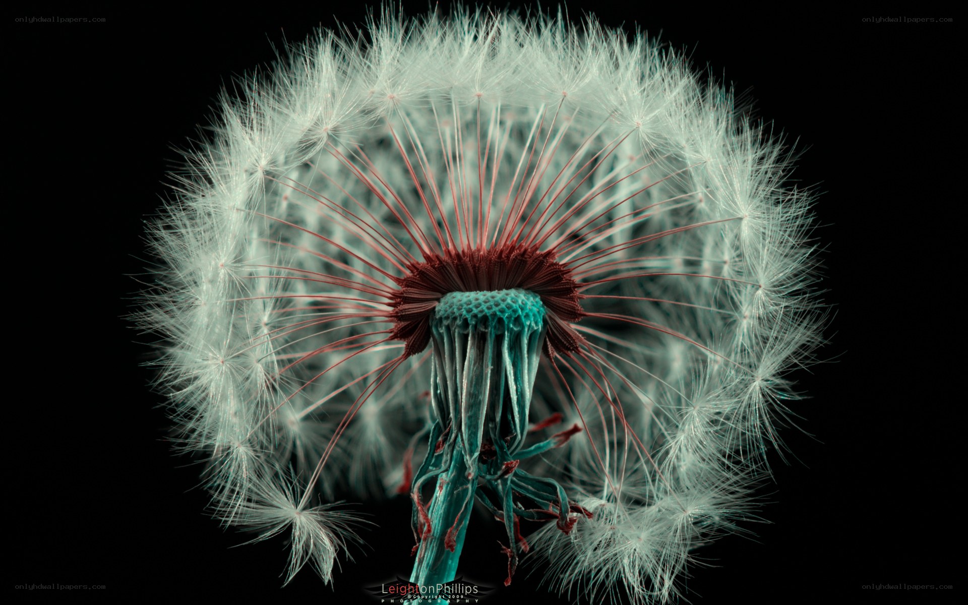 Dandelion seed head close-up