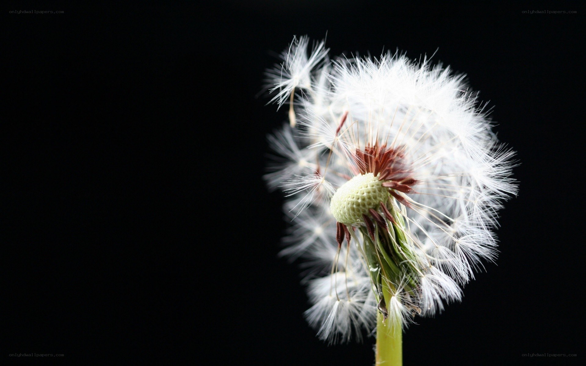 Dandelion seed head close-up