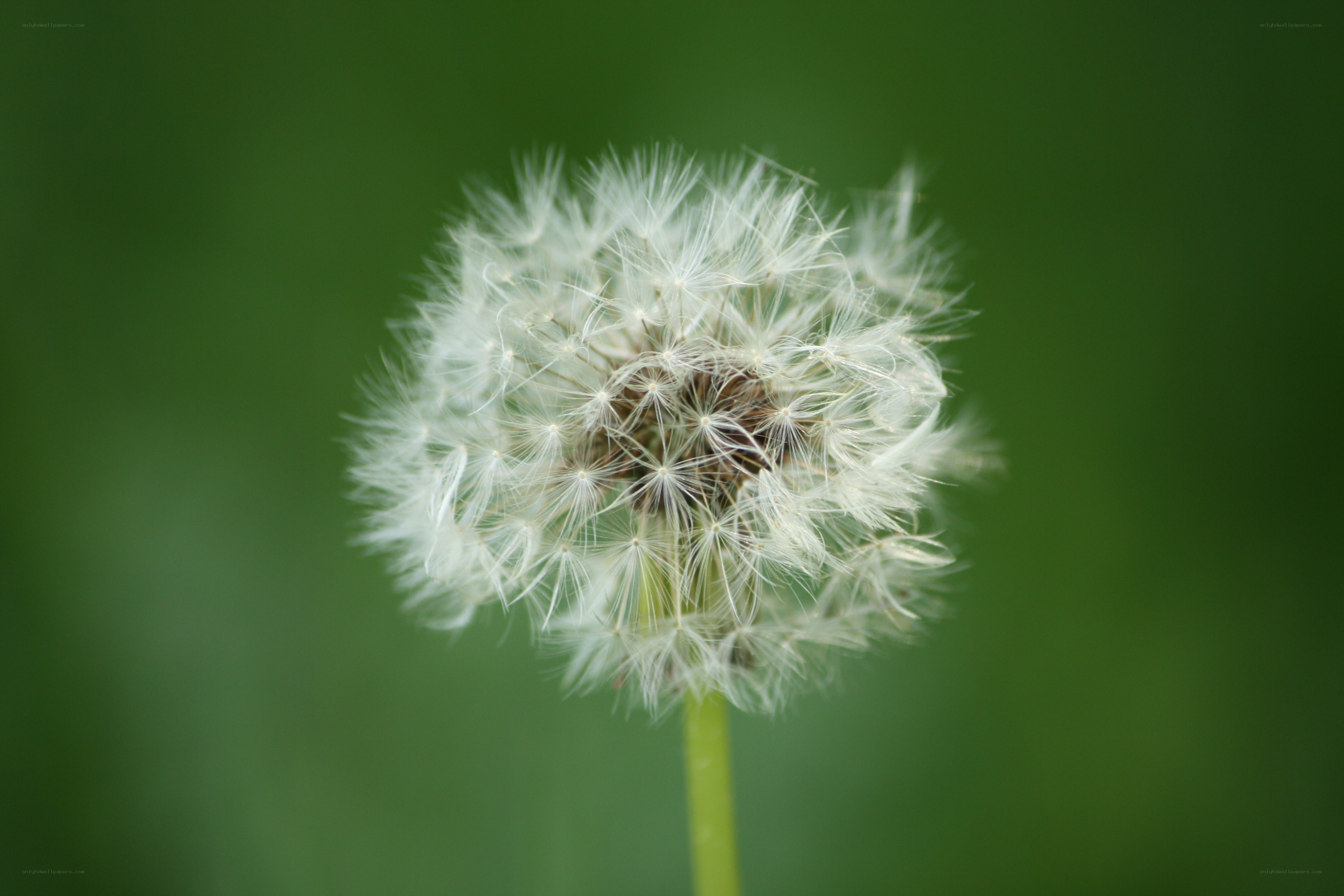 Dandelion seed head close-up