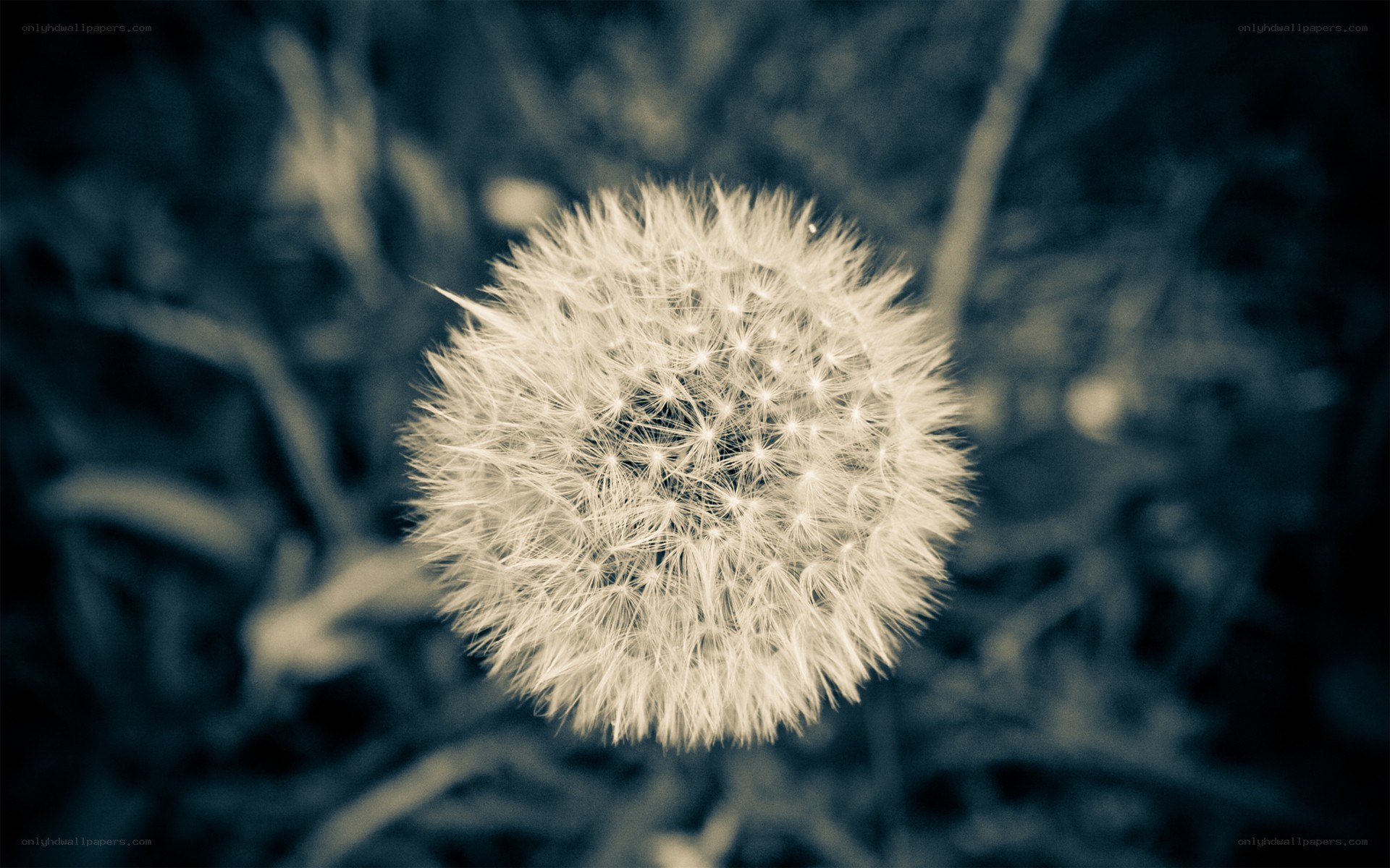 Dandelion seed head close-up