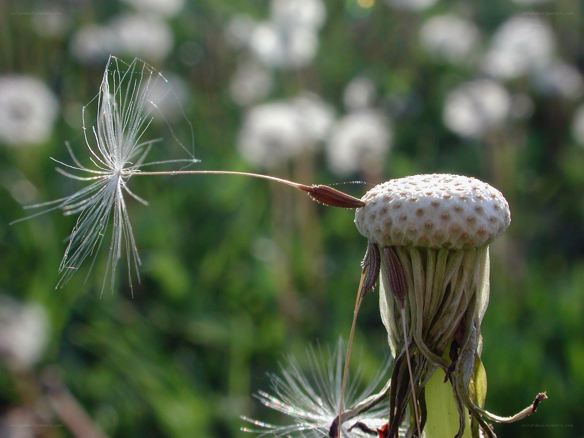 Dandelion seed head close-up