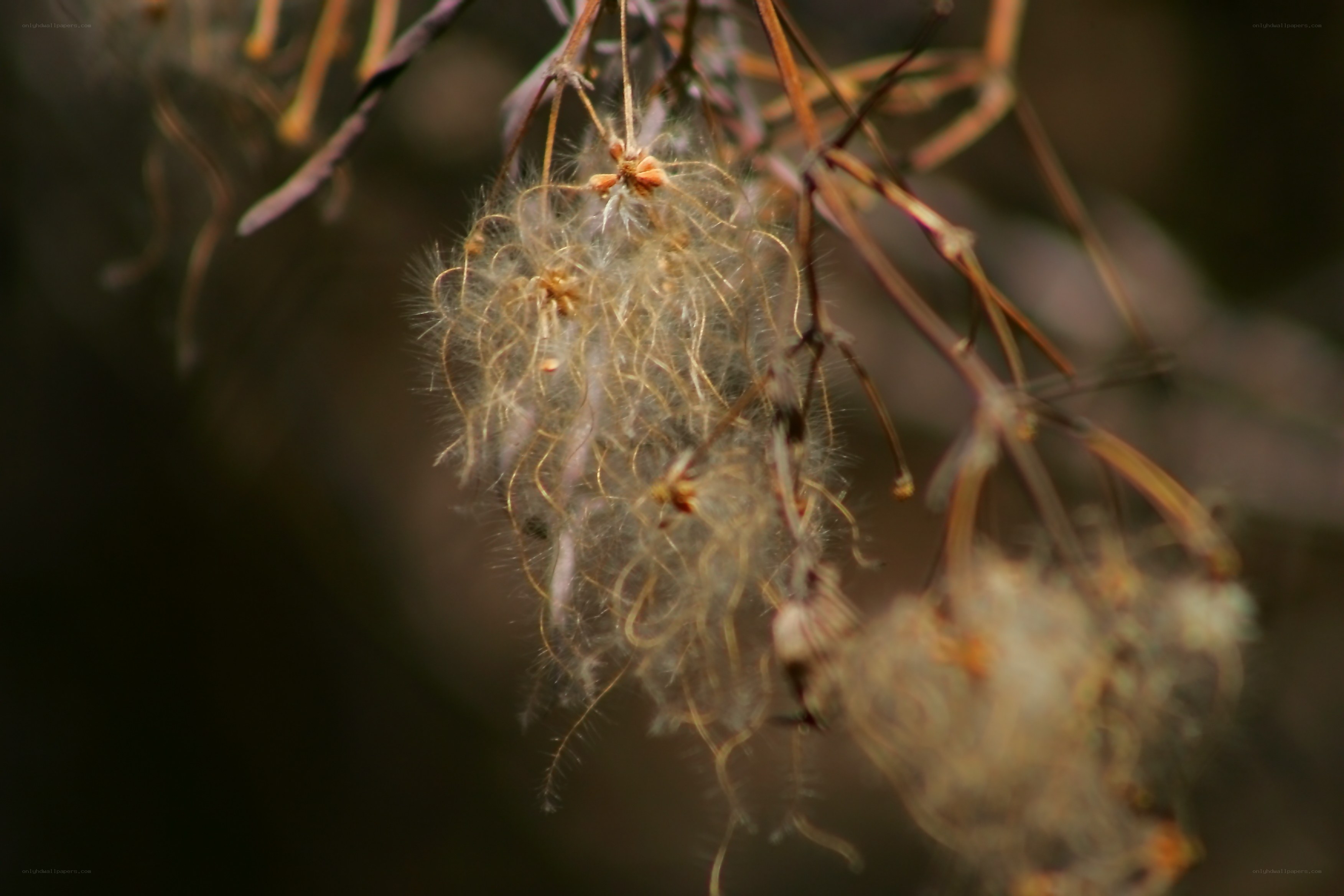 dandelion seed head close-up