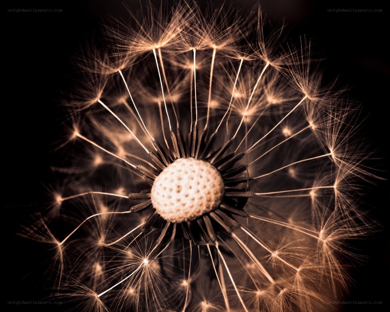 Dandelion seed head close-up