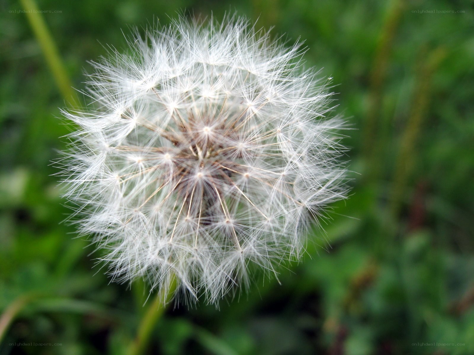 Dandelion seed head close-up